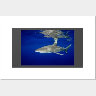 Cruising Oceanic White Tip Shark Posters and Art